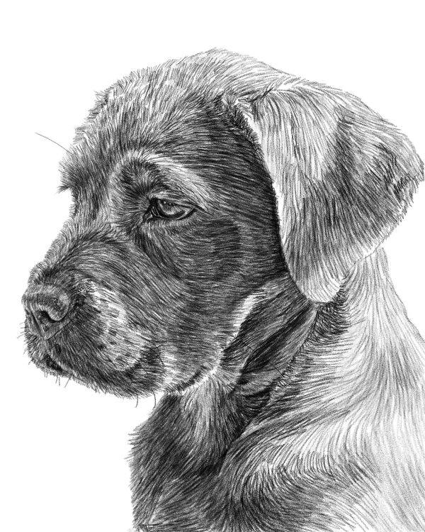 Dog Art Print